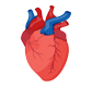 Cardiac